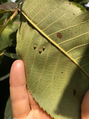 Caryomyia levicrustum