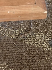 Hemidactylus turcicus