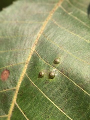Caryomyia levicrustum