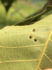 Caryomyia levicrustum