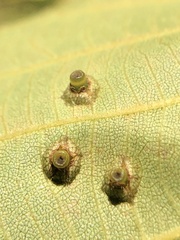 Caryomyia levicrustum