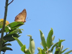 Charaxes marmax