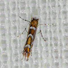 Parectopa robiniella