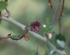 Asphondylia ceanothi
