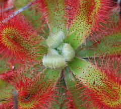 Drosera esterhuyseniae