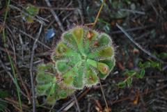 Drosera esterhuyseniae