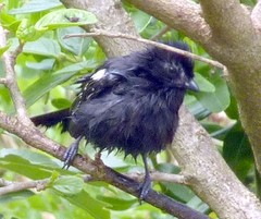 Melaniparus niger niger