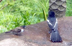 Melaniparus niger niger