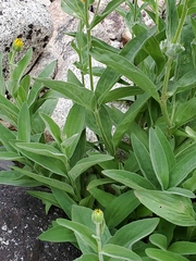 Arnica sororia