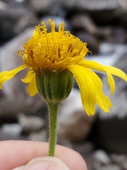 Arnica sororia