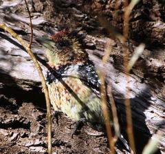 Trachyphonus vaillantii vaillantii