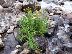 Arnica sororia