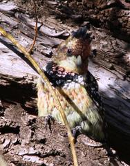 Trachyphonus vaillantii vaillantii