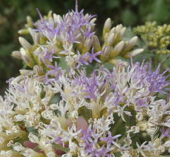 Gymnanthemum capense