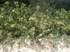 Gymnanthemum capense