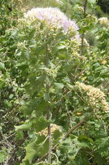 Gymnanthemum capense