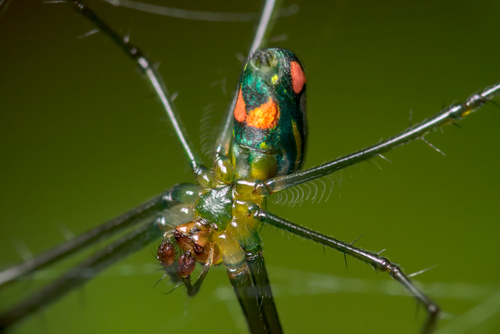 Mabel Orchard Orbweaver, Virginia Beach, VA, USA, photo 8 of 10