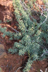 Asparagus capensis capensis