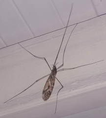 Ischnotoma
