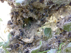 Stegodyphus dumicola