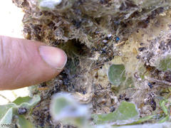 Stegodyphus dumicola