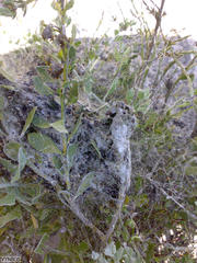 Stegodyphus dumicola