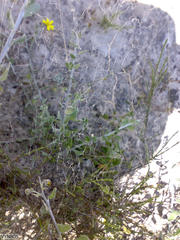 Stegodyphus dumicola