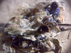 Stegodyphus dumicola