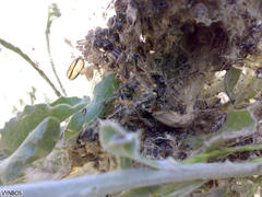 Stegodyphus dumicola