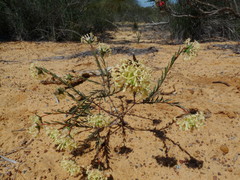 Pimelea angustifolia