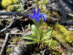 Gentianopsis barbellata