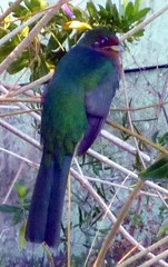 Apaloderma narina narina