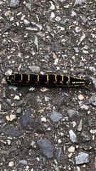 Theretra oldenlandiae