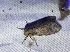 Pseudohemihyalea labecula