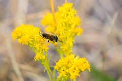 Philanthus crabroniformis