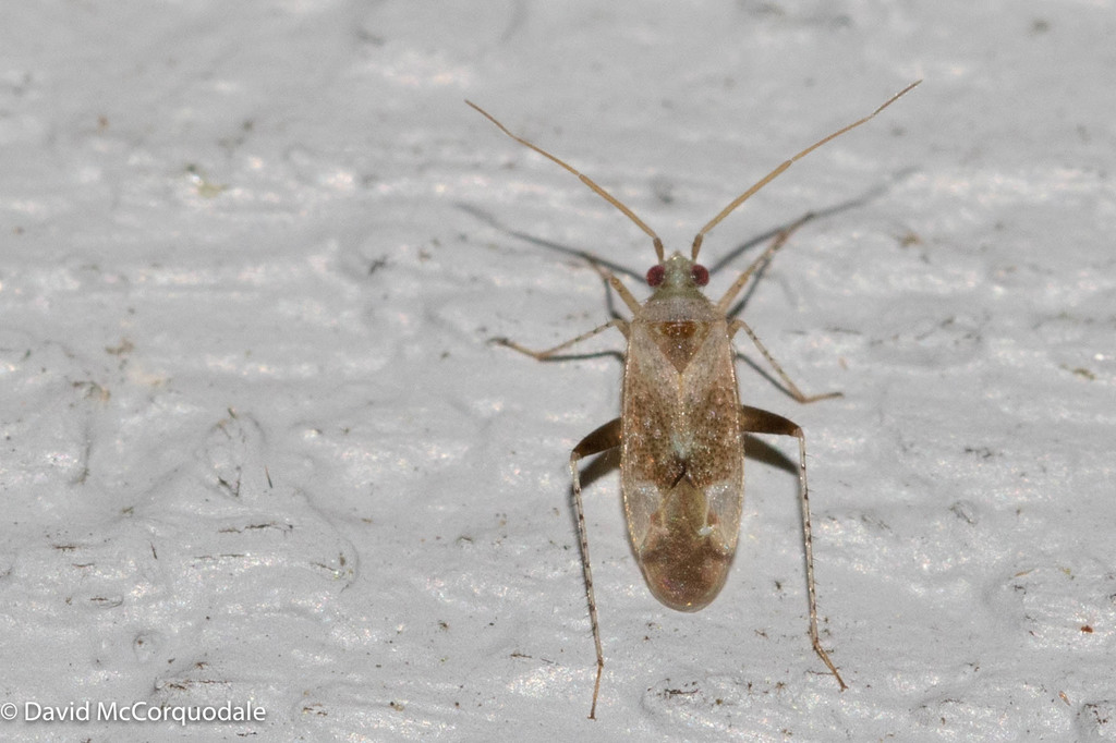 Compsidolon Salicellum From Georges River, Ns, Canada On August 21 