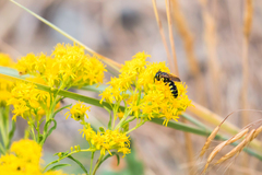 Philanthus crabroniformis