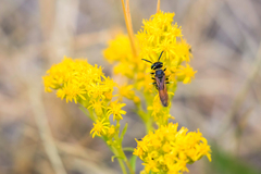 Philanthus crabroniformis