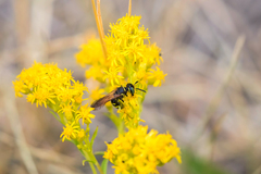 Philanthus crabroniformis