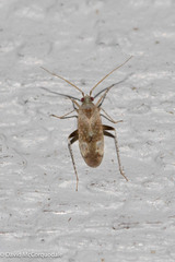 Compsidolon salicellum