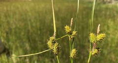 Carex viridula viridula