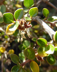 Coprosma neglecta