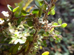 Coprosma neglecta