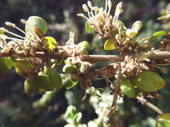 Coprosma neglecta