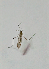 Erioptera lucerna