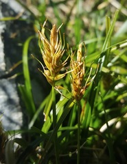 Carex horizontalis