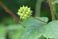 Oplopanax