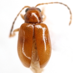 Longitarsus varicornis