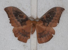 Syntherata