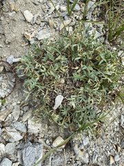 Oxytropis peschkovae
